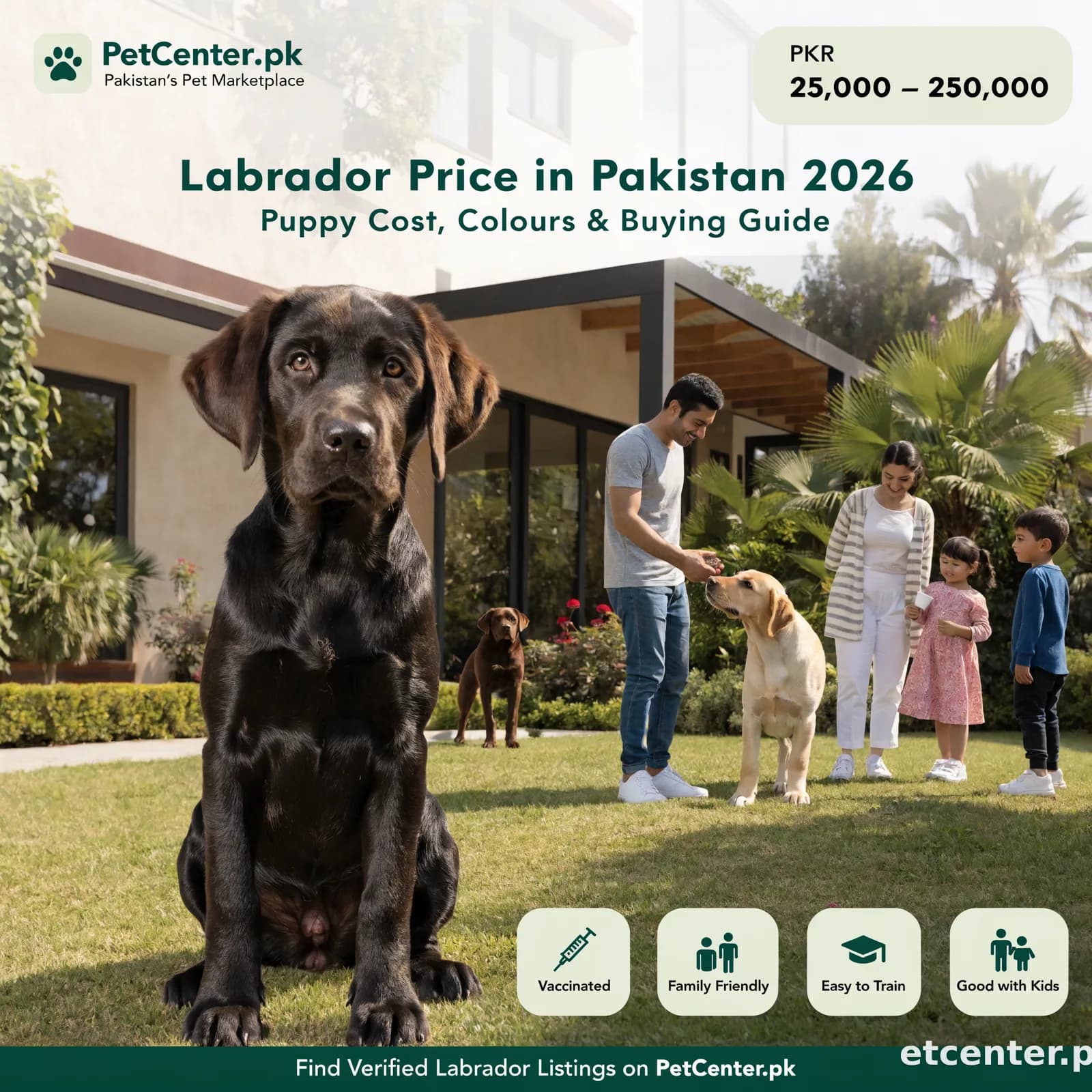 Labrador Price in Pakistan (2026): Puppy Cost & Buying Guide